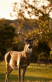 deer 2 deer 2