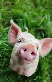 pig pig